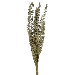Beauty Home Евкалипт Консервиран 70 cm