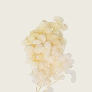 Beauty Home мини хортензия екрю 7 cm x 8 cm