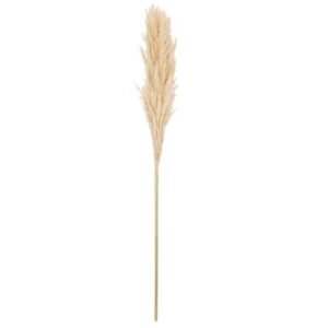 Beauty Home Изсушен клон Pampas Екрю 1,00 – 1,10 m
