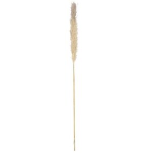 Beauty Home Изсушен клон Pampas Сив 1,45 m