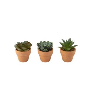 Beauty Home Зелено растение с саксия теракота Ø5x6cm
