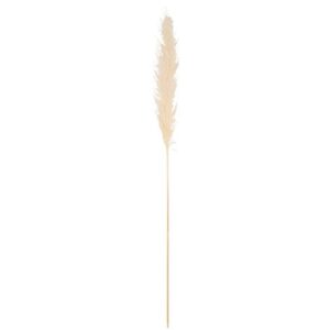 Beauty Home Изсушен клон Pampas Екрю 1,10 – 1,20 m